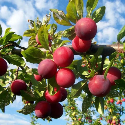 Plum Tree Seeds