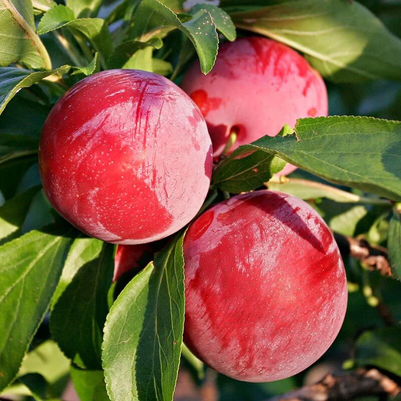 Plum Tree Seeds