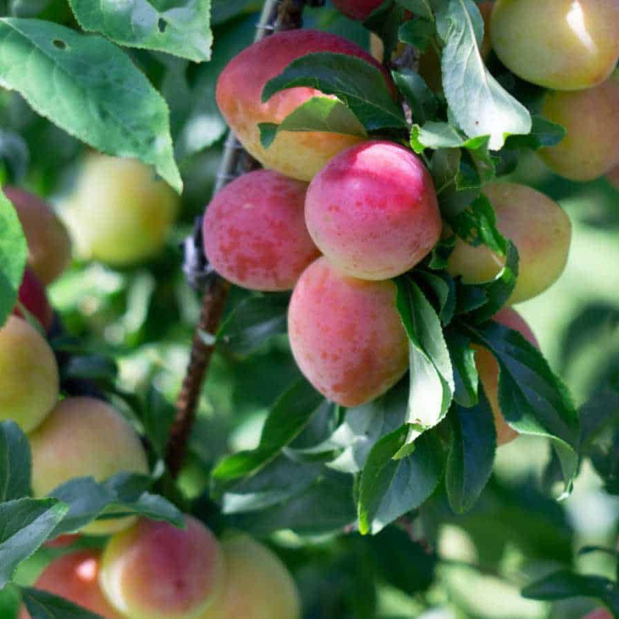 Plum Tree Seeds