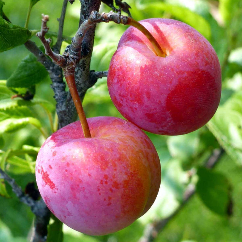 Plum Tree Seeds