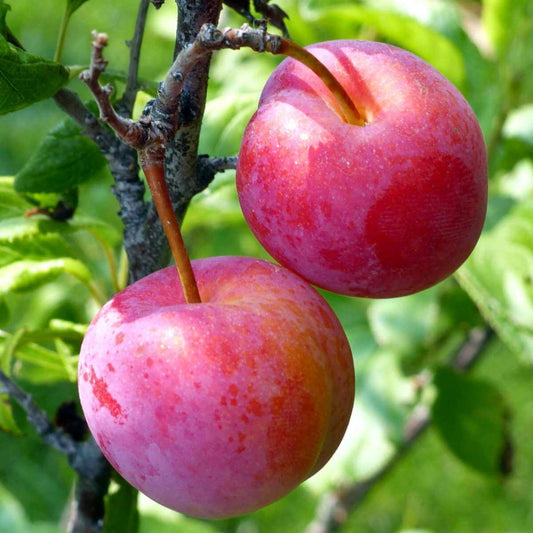 Plum Tree Seeds