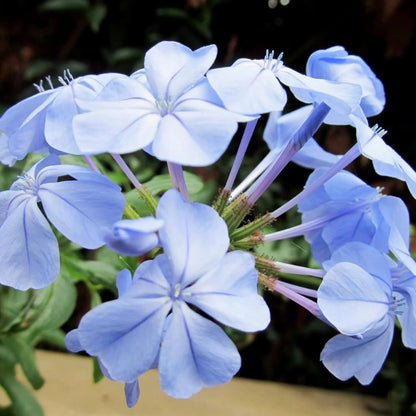 Plumbago Seeds - Flower Plant for Home Gardens