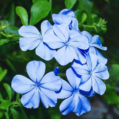 Plumbago Seeds - Flower Plant for Home Gardens