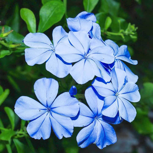 Plumbago Seeds - Flower Plant for Home Gardens
