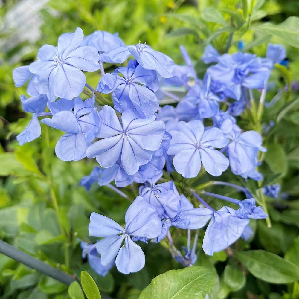 Plumbago Seeds - Flower Plant for Home Gardens