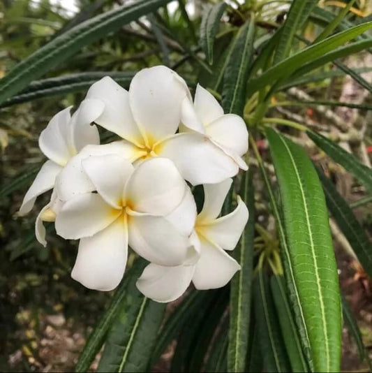 Plumeria Alba Seeds