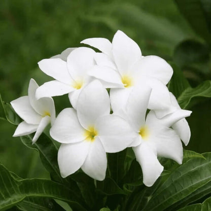 Plumeria Alba Seeds
