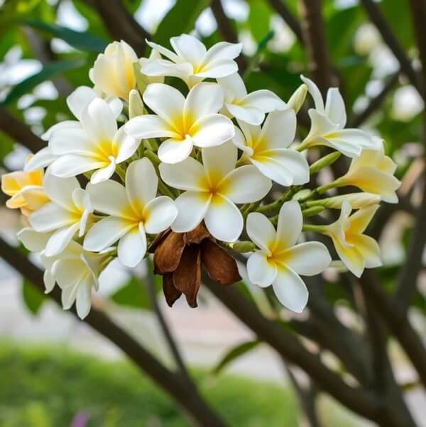 Plumeria Rubra Seeds 