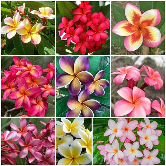 Plumeria Seeds