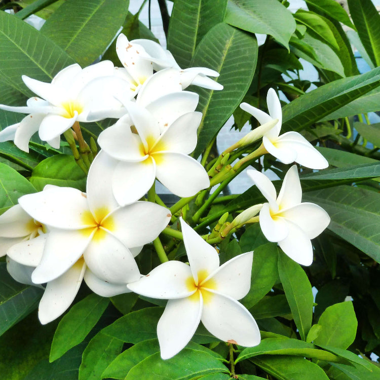 Plumeria Seeds