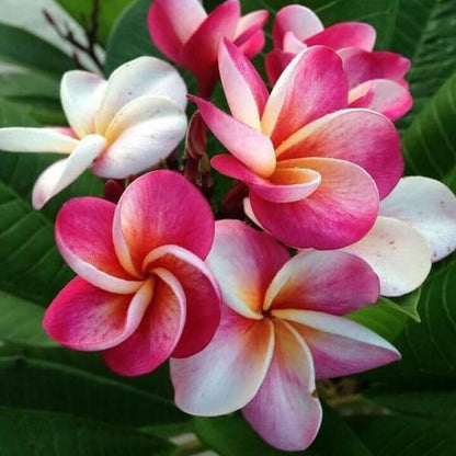 Plumeria Seeds