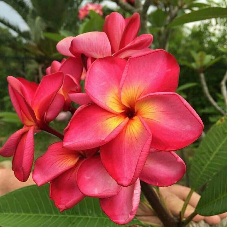 Plumeria Seeds - Flower Plant