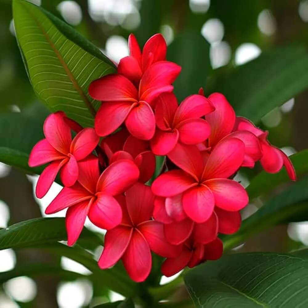 Plumeria Seeds - Flower Plant