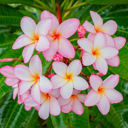 Plumeria Seeds - Flower Plant