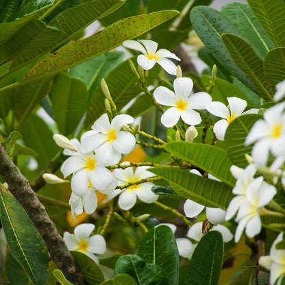 Plumeria Seeds 
