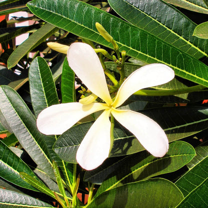 Plumeria Seeds 