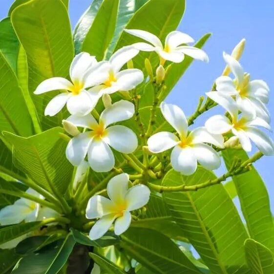 Plumeria Seeds 