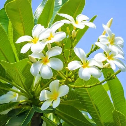 Plumeria Seeds 