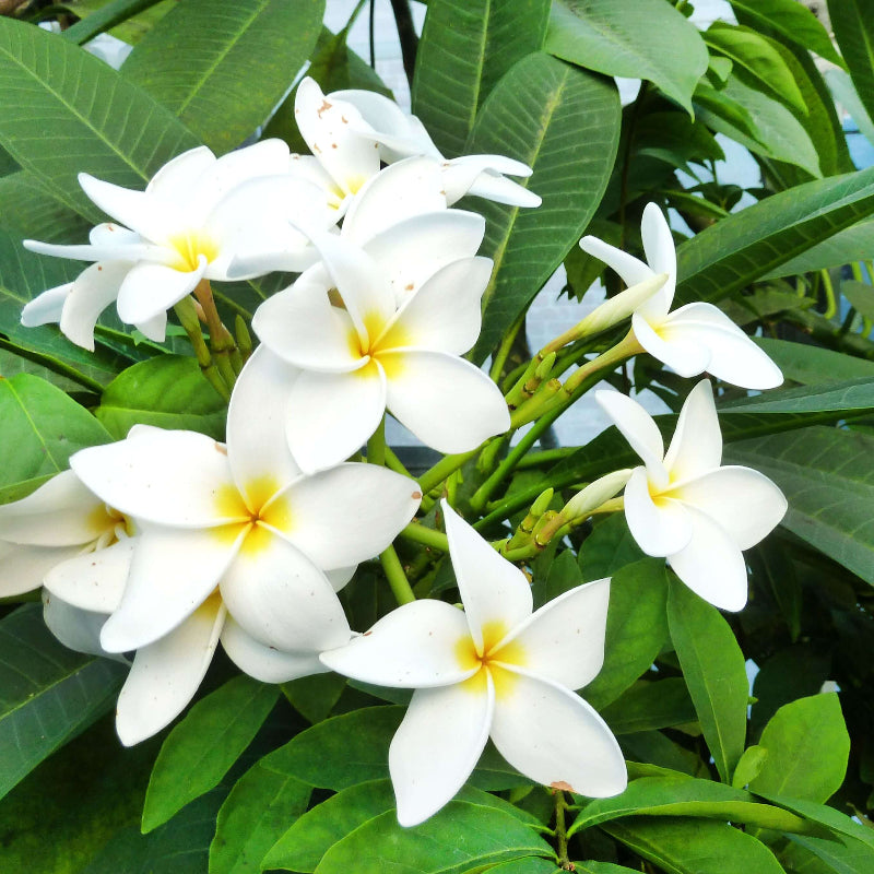 Plumeria Seeds 