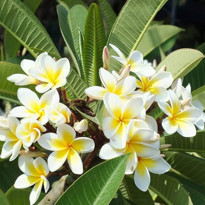 Plumeria Seeds 