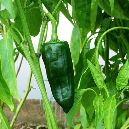 Poblano Pepper Seeds - Vegetable Plant