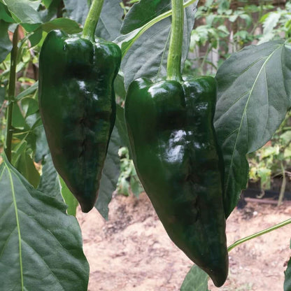 Poblano Pepper Seeds - Vegetable Plant