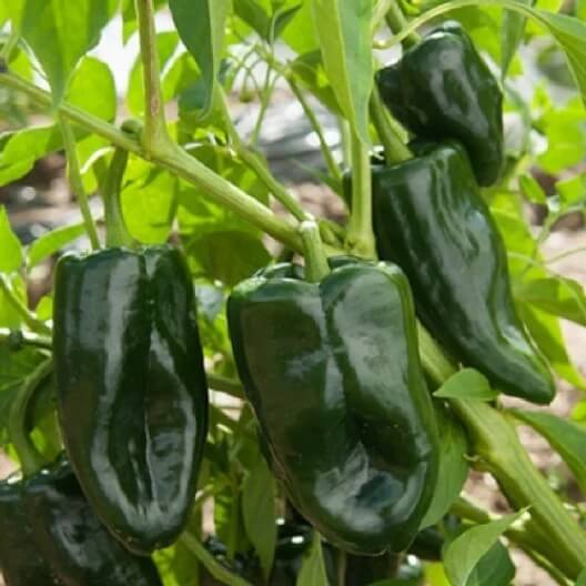 Poblano Pepper Seeds - Vegetable Plant