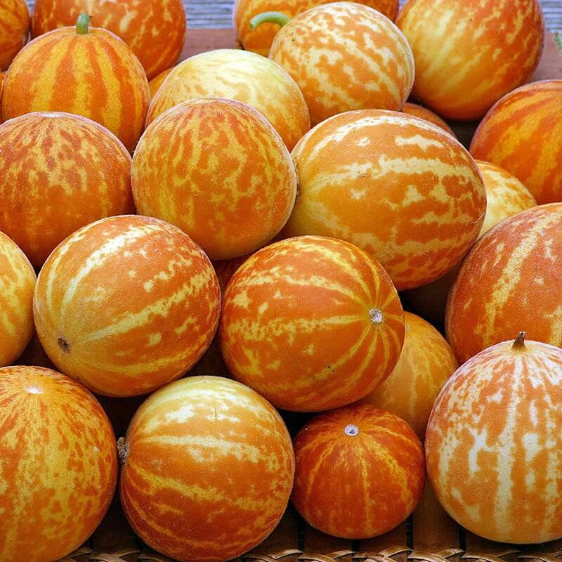 Pocket Melon Seeds