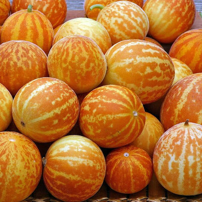 Pocket Melon Seeds