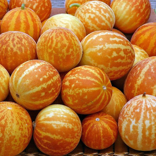 Pocket Melon Seeds