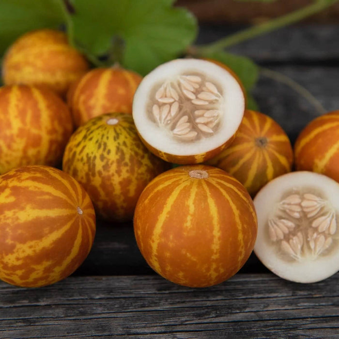 Pocket Melon Seeds