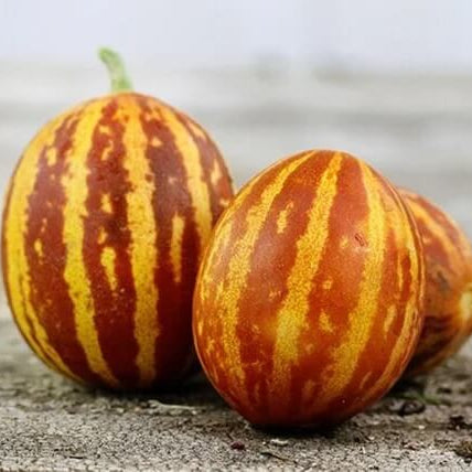 Pocket Melon Seeds