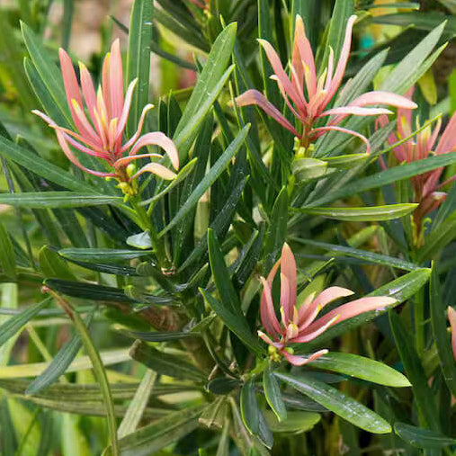 Podocarpus Seeds - Flower Plant for Home Gardens