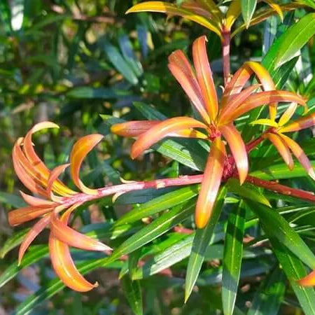 Podocarpus Seeds - Flower Plant for Home Gardens