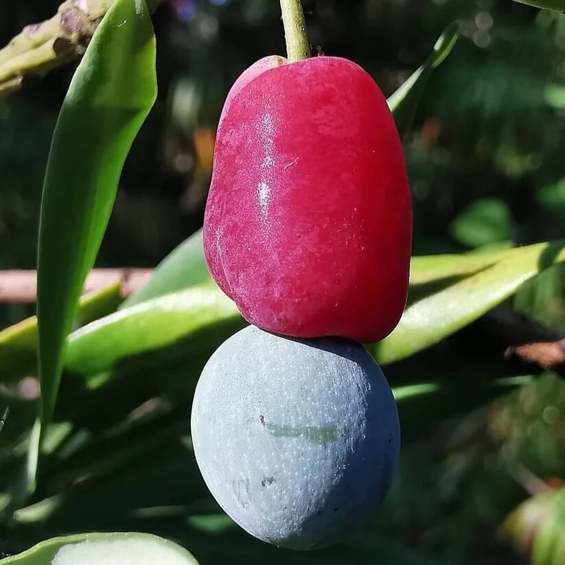 Podocarpus Seeds - Heirloom Fruit Plant for Home Gardens