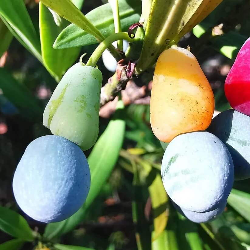 Podocarpus Seeds - Heirloom Fruit Plant for Home Gardens