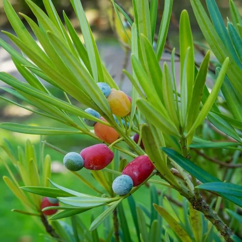 Podocarpus Seeds - Heirloom Fruit Plant for Home Gardens
