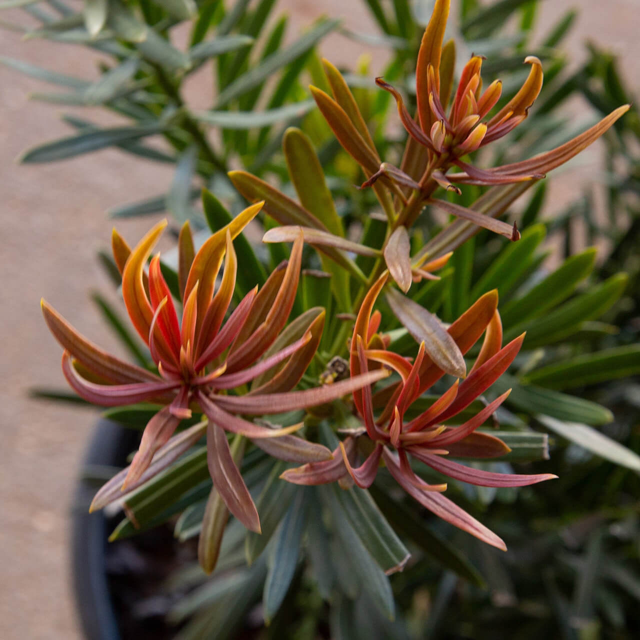 Podocarpus Seeds - Flower Plant for Home Gardens