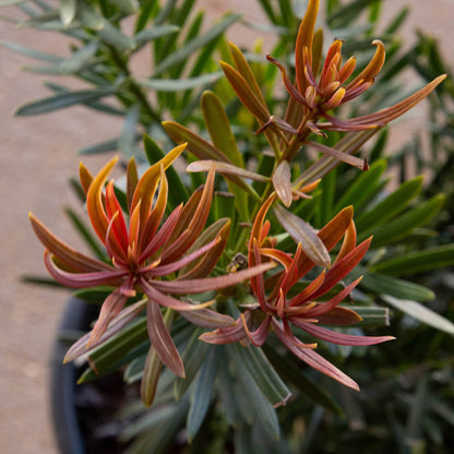 Podocarpus Seeds - Flower Plant for Home Gardens