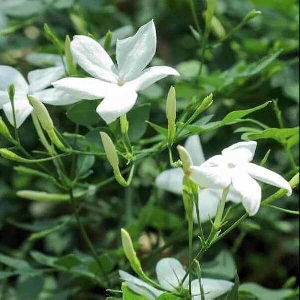Poet’s Jasmine Seeds