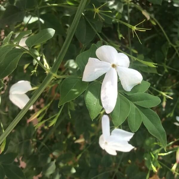 Poet’s Jasmine Seeds