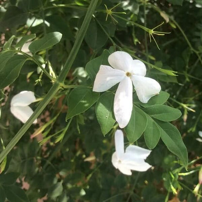 Poet’s Jasmine Seeds