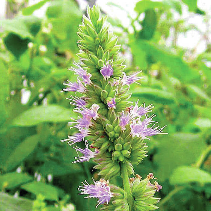 Pogostemon Patchouli Seeds 