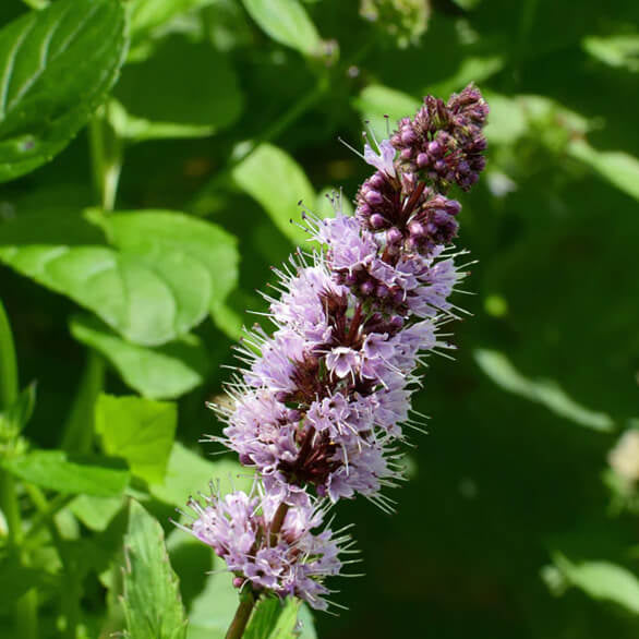 Pogostemon Patchouli Seeds 