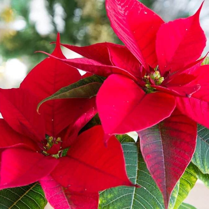 Poinsettia seeds - Flower Plant for Home Gardens