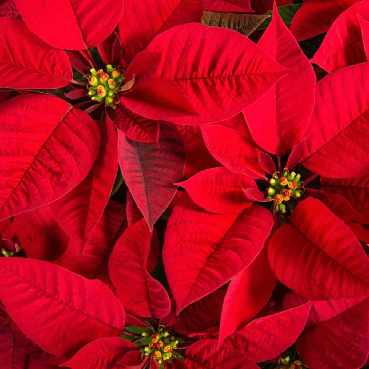 Poinsettia seeds - Flower Plant for Home Gardens