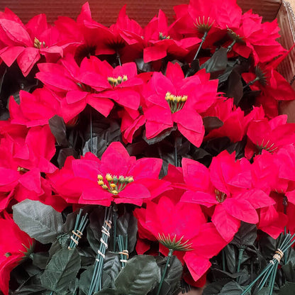Poinsettia seeds - Flower Plant for Home Gardens