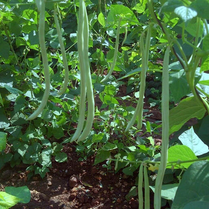 Pole Bean Seeds 