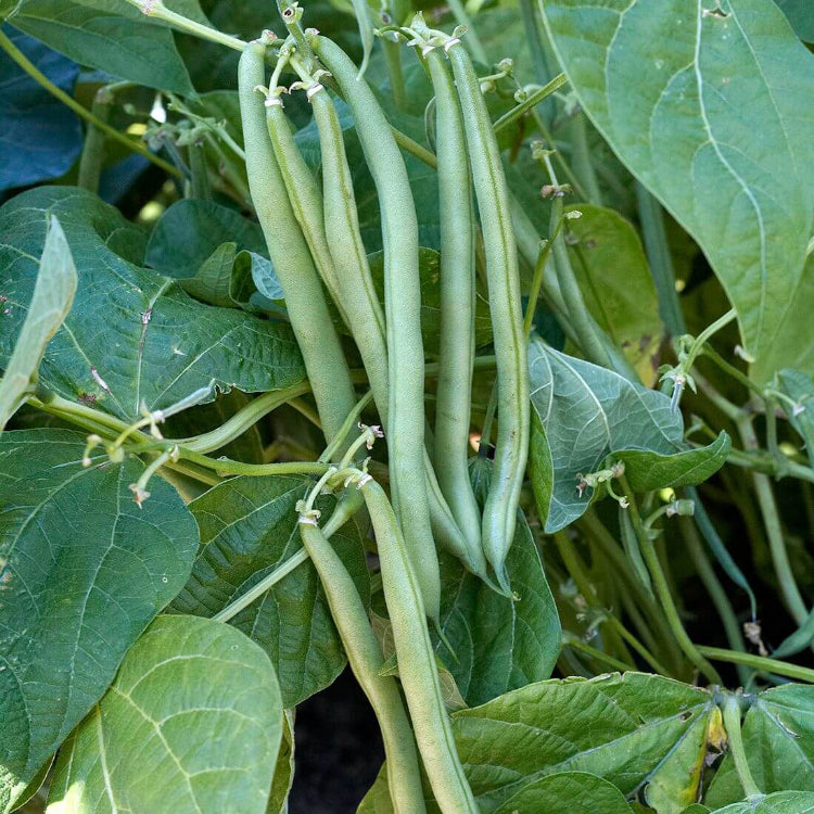 Pole Bean Seeds 