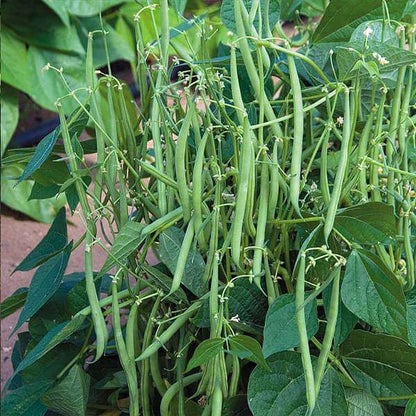 Pole Bean Seeds 